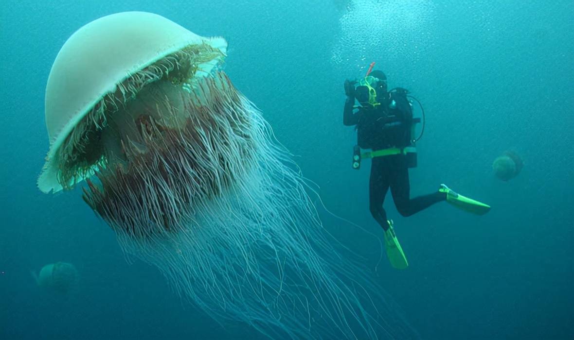 最大的水母 世界上最大的水母